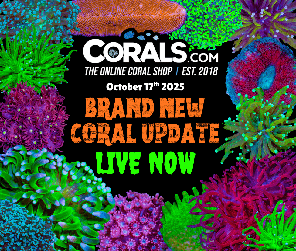 10.17 new coral.png
