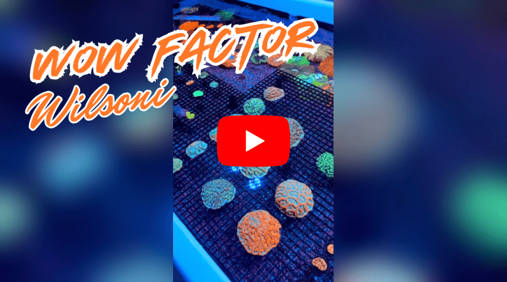 WOW FACTOR.png