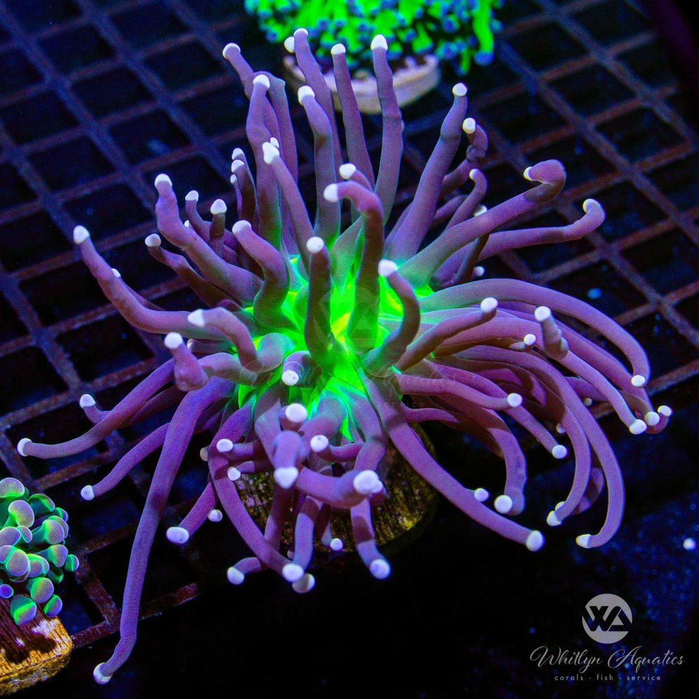 AuctionCoral6_f5f234e8-4db3-4ba3-a000-cf13b2b0515f.jpg
