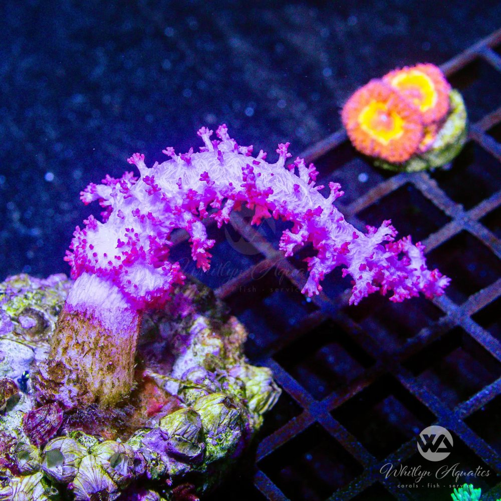 CoralAuction42_fa5c66c9-6aaa-4e9c-963a-0a8fc5448951.jpg CoralAuction42_fa5c66c9-6aaa-4e9c-963a-0a8fc5448951.jpg