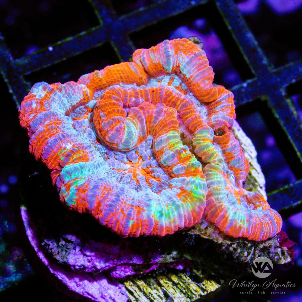 CoralAuction34_1d5cbfe1-44b4-4003-bb1f-7d22f34b3a74.jpg