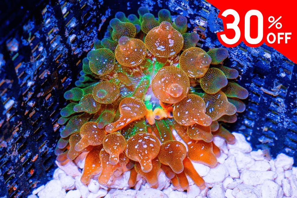 Untitled design(165).png