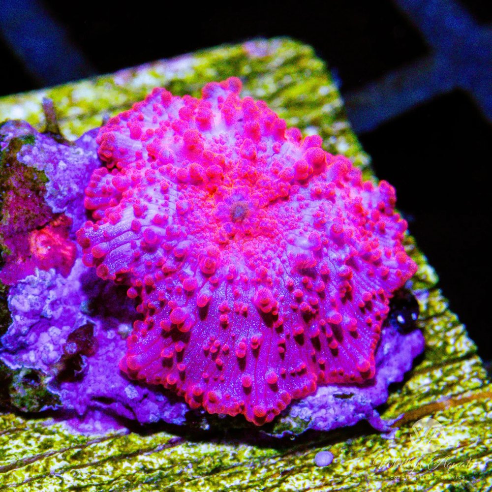 CoralAuction42_84b51768-bd9e-4582-b9b0-aa9c6bb79ce5.jpg CoralAuction42_84b51768-bd9e-4582-b9b0-aa9c6bb79ce5.jpg