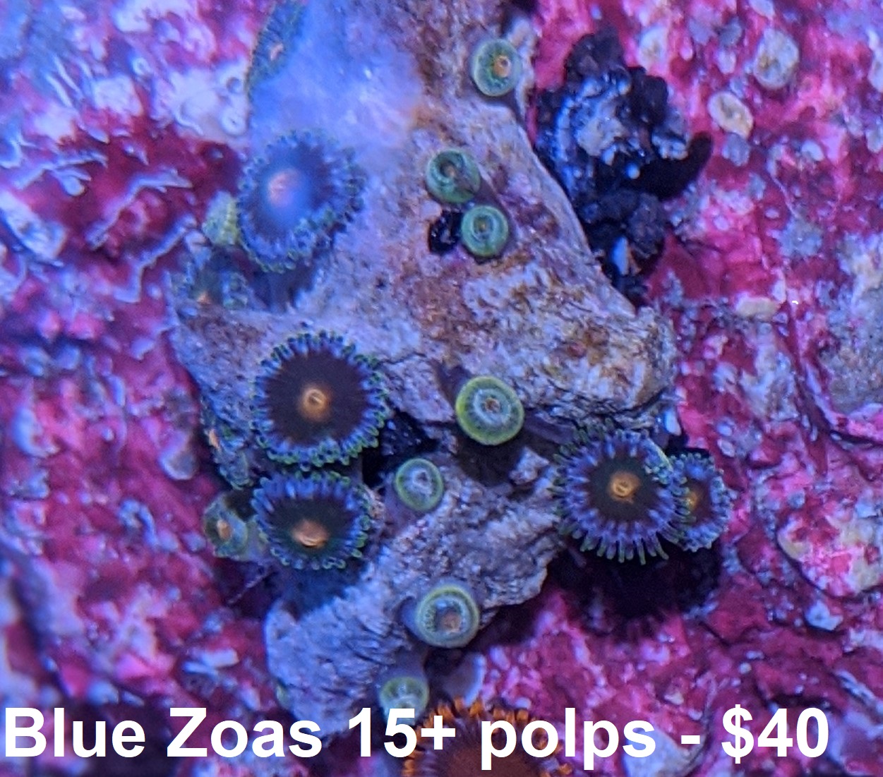 Blue Zoas.jpg Blue Zoas.jpg