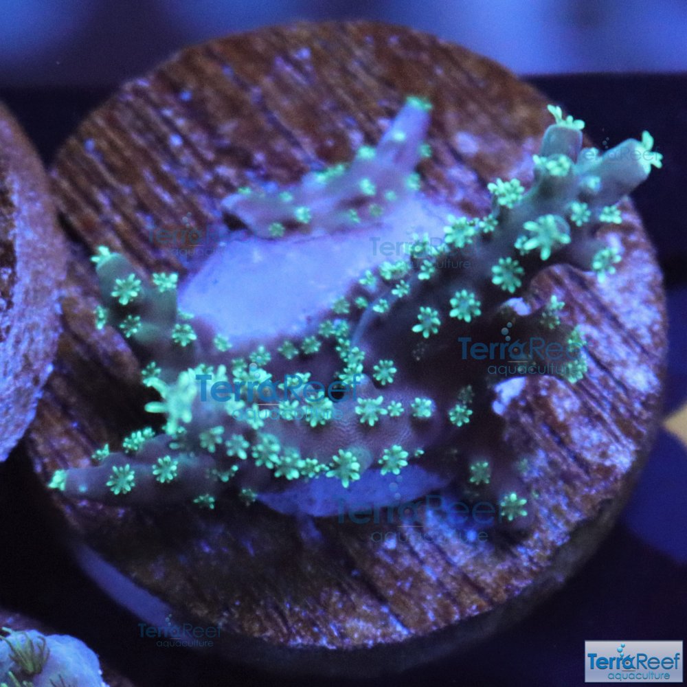IMG_8386-weedy-acro--SPS-acropora.jpg IMG_8386-weedy-acro--SPS-acropora.jpg