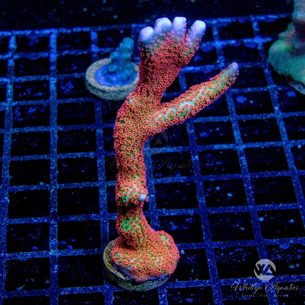 CoralAuction48_d54daa41-762e-4196-9338-1a83f13363bd.jpg CoralAuction48_d54daa41-762e-4196-9338-1a83f13363bd.jpg
