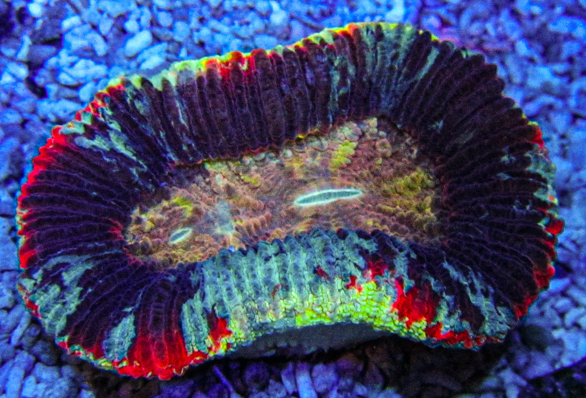 UC BAM Rainbow trachyphyllia_3148.JPG