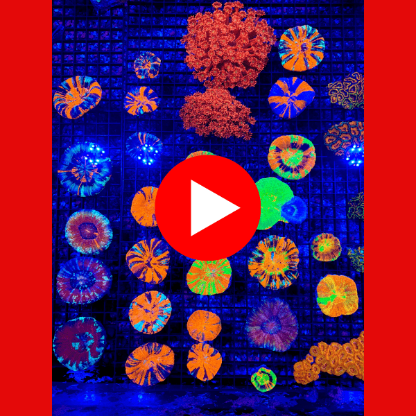 Untitled design(3).png