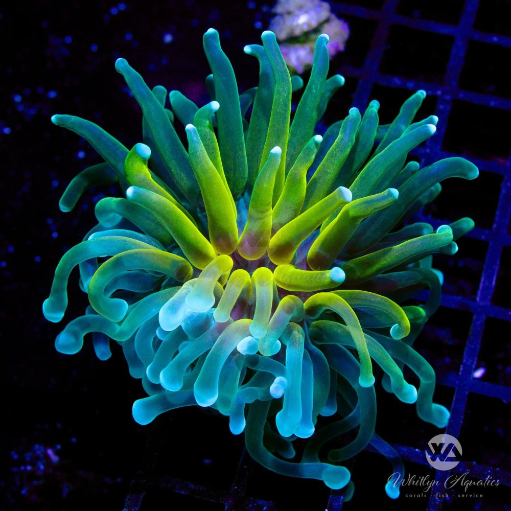 CoralAuction54_5f310e23-a037-4cac-80bd-0f1399f3c43b.jpg CoralAuction54_5f310e23-a037-4cac-80bd-0f1399f3c43b.jpg