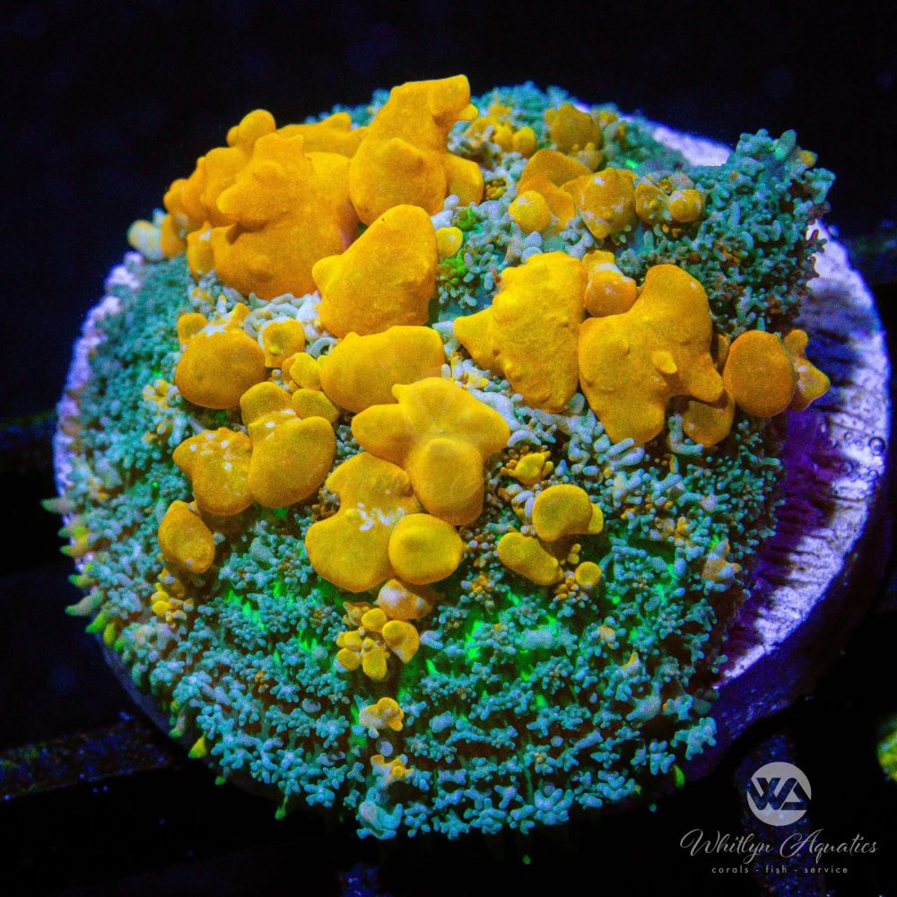 CoralAuction47_5ed0d766-7c52-44b8-ac84-62874928751a.jpg CoralAuction47_5ed0d766-7c52-44b8-ac84-62874928751a.jpg