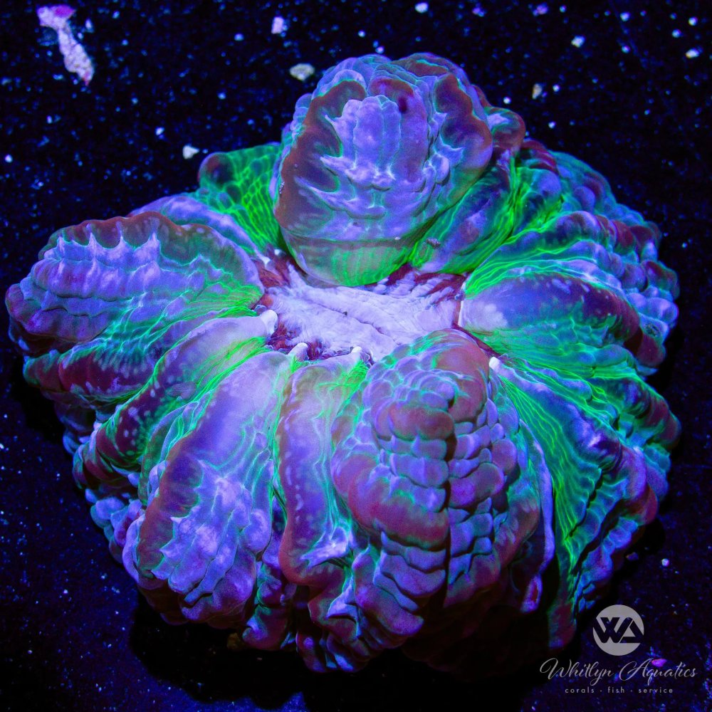 CoralAuction51_1f86dd72-3668-423d-a3d3-93112065dfc3.jpg
