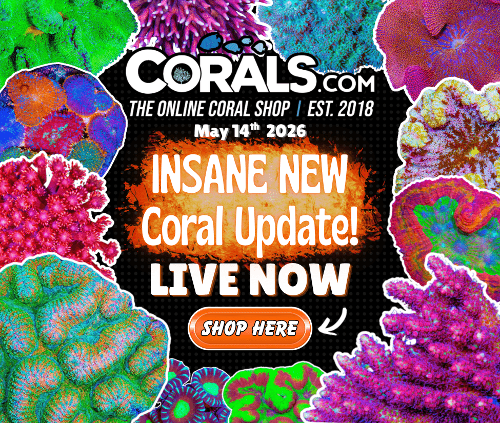 5.14 new coral.png