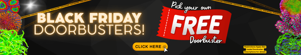 Door Buster 2025 (970 x 180 px).png