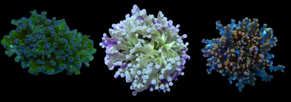 ipiccy_image (81).jpg ipiccy_image (81).jpg