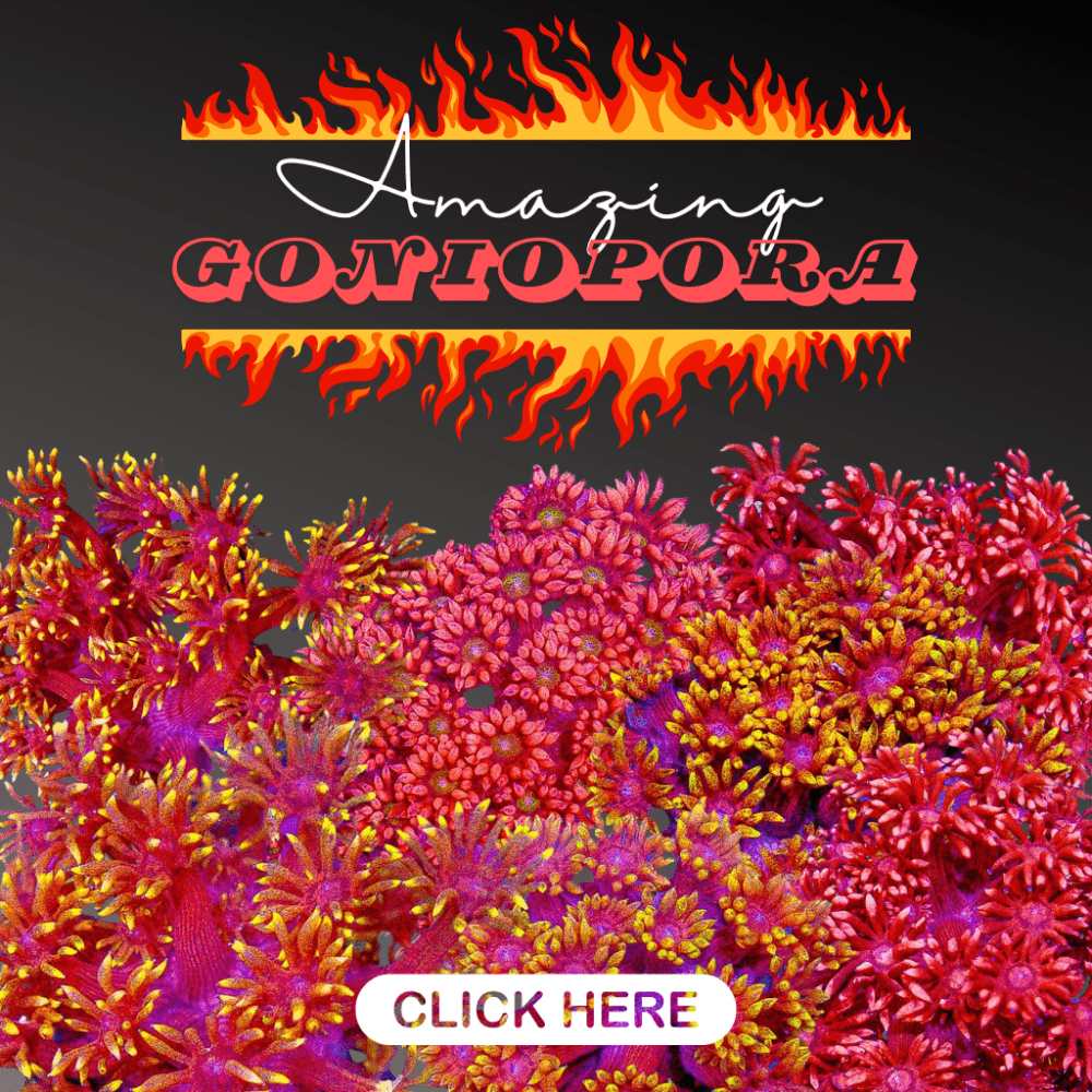 goni fire(4).png