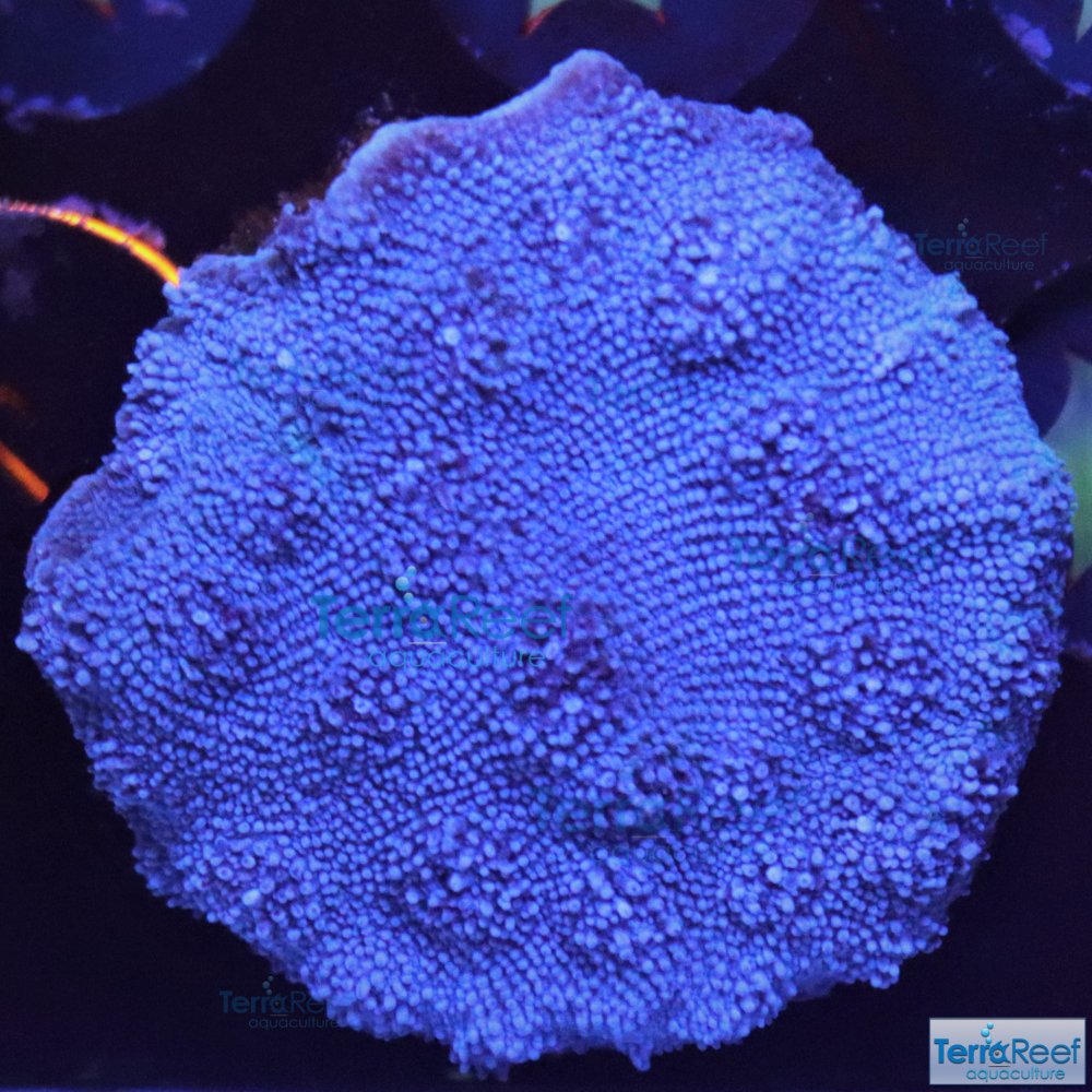 IMG_8988-ORA-Blue-Chalice.jpg IMG_8988-ORA-Blue-Chalice.jpg