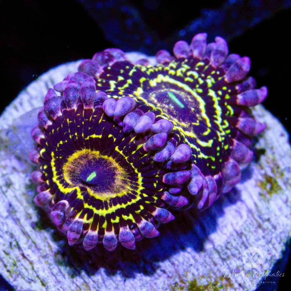 CoralAuction45_6d06fdf4-626f-4a68-ba08-f58302a0ebc4.jpg CoralAuction45_6d06fdf4-626f-4a68-ba08-f58302a0ebc4.jpg