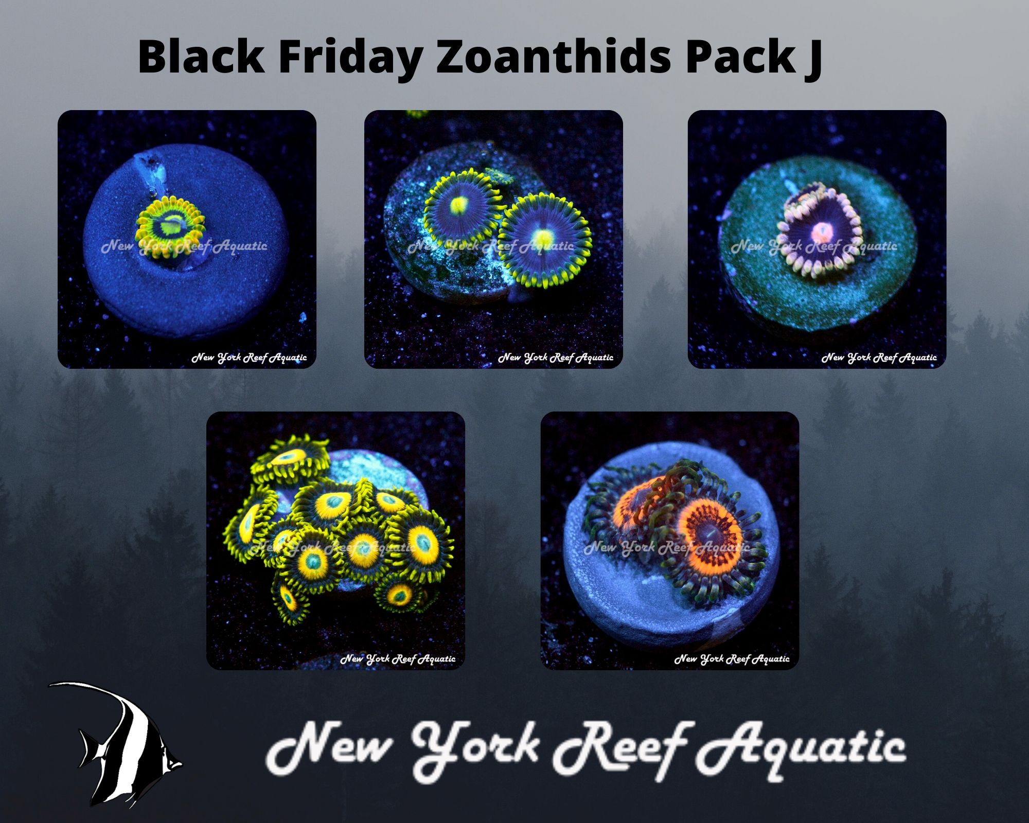 Zoanthids Pack J.jpg