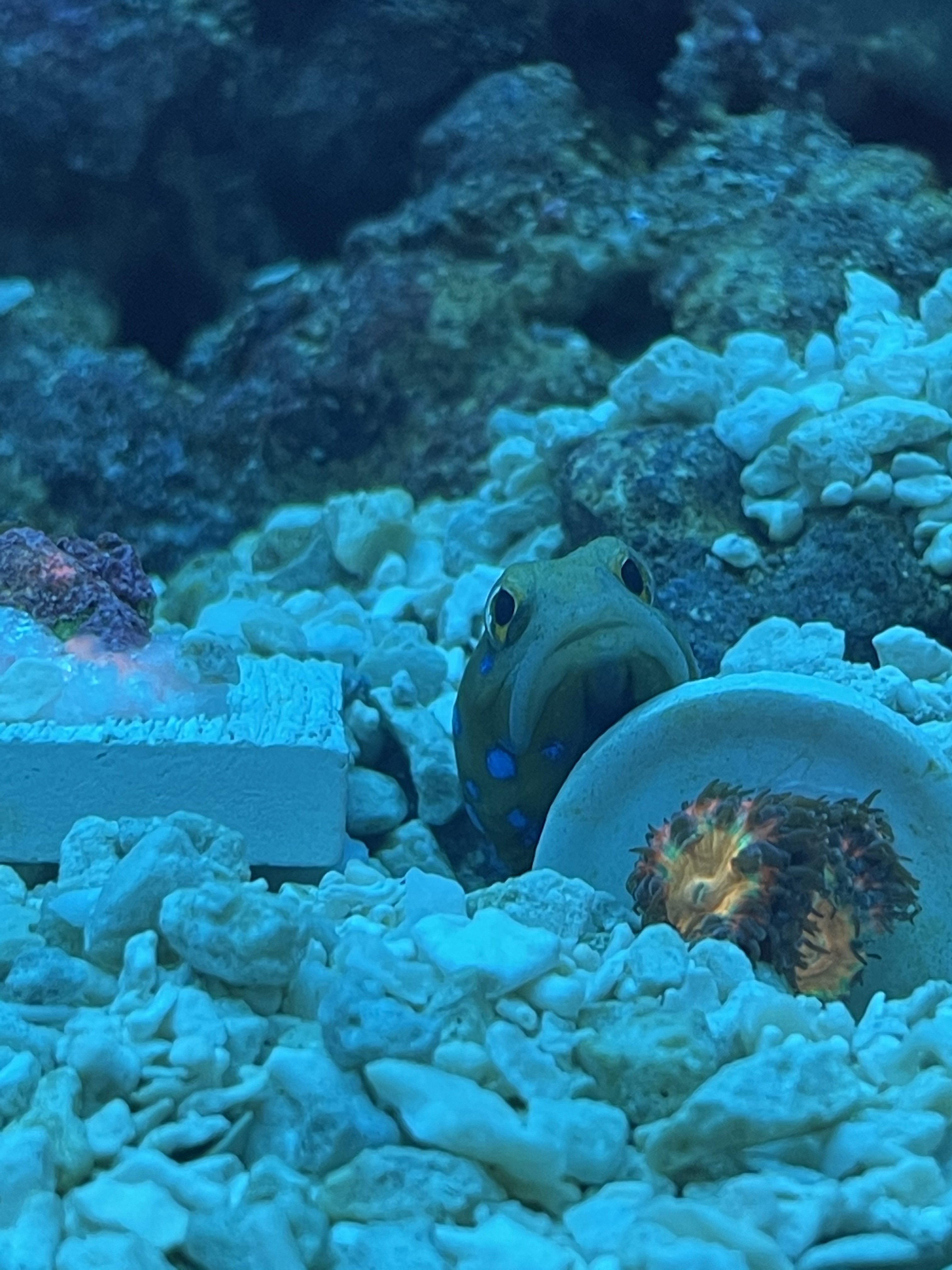 2BDF5AEA-450E-48E7-ACCF-3540420E970F.jpeg