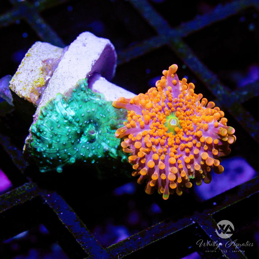 CoralAuction49_90f5d436-ab86-44e7-b412-a3e287884388.jpg CoralAuction49_90f5d436-ab86-44e7-b412-a3e287884388.jpg