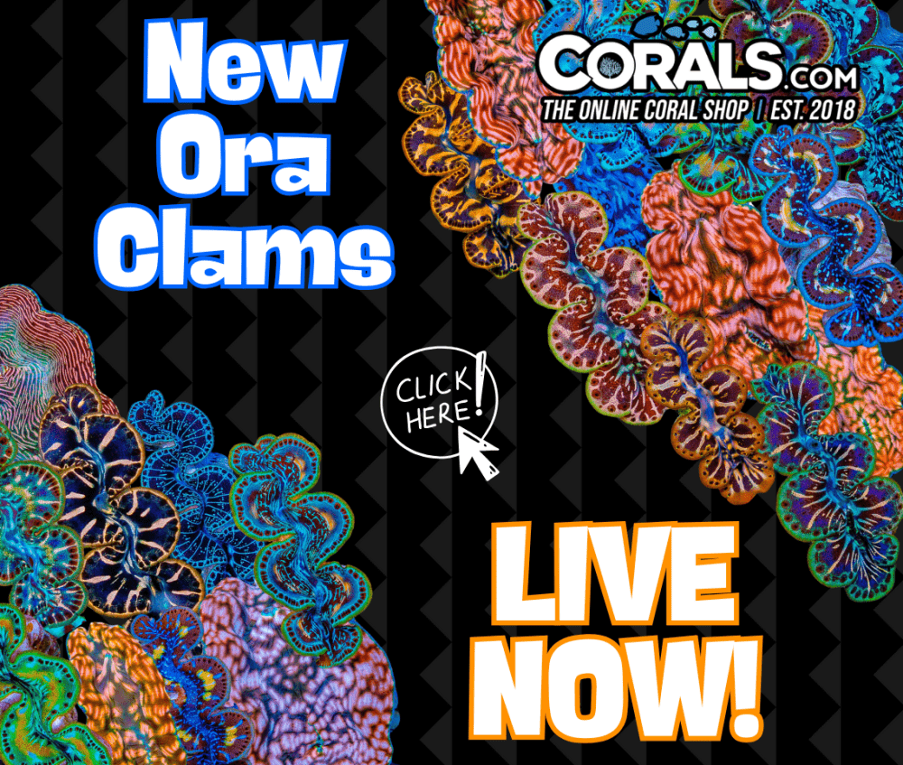 New Clams.png