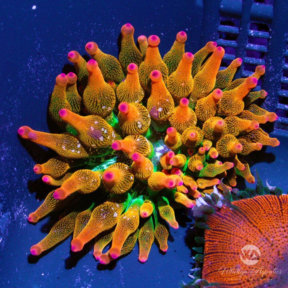 CoralAuction55_9faf4ec9-f55b-4c61-8112-0d19288952d0.jpg CoralAuction55_9faf4ec9-f55b-4c61-8112-0d19288952d0.jpg