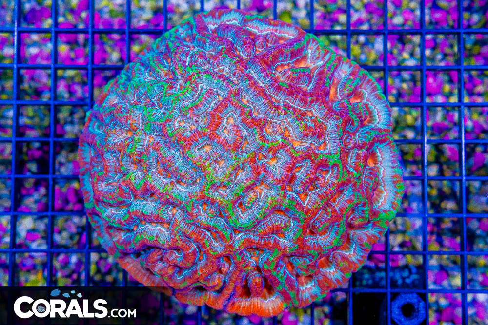 DSC06089.jpg DSC06089.jpg