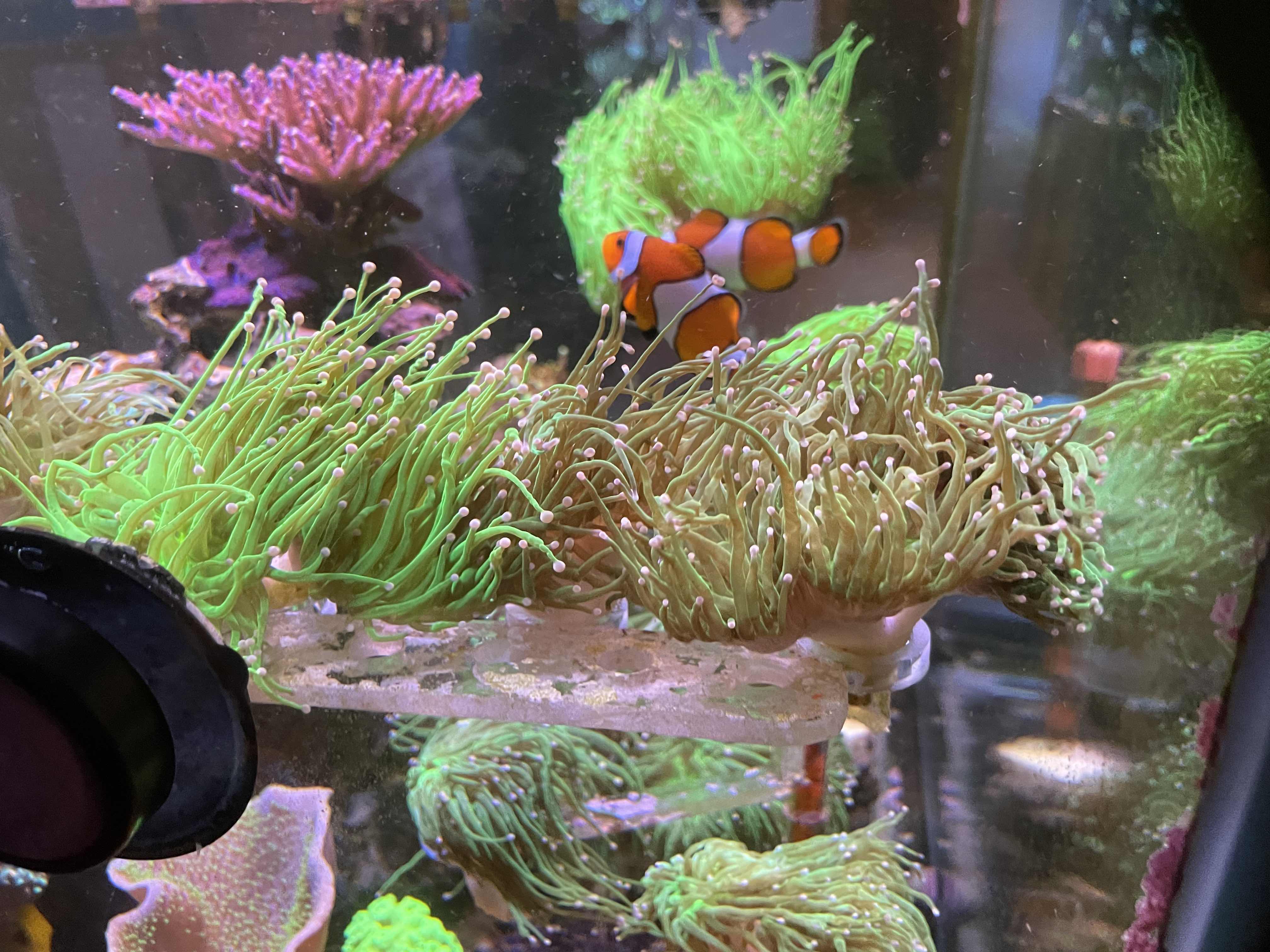 multiple head torch.jpg