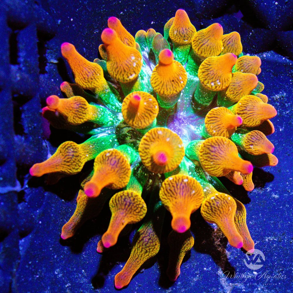 CoralAuction43_a81adb87-7d73-4be3-a9b9-8dffca560d46.jpg CoralAuction43_a81adb87-7d73-4be3-a9b9-8dffca560d46.jpg