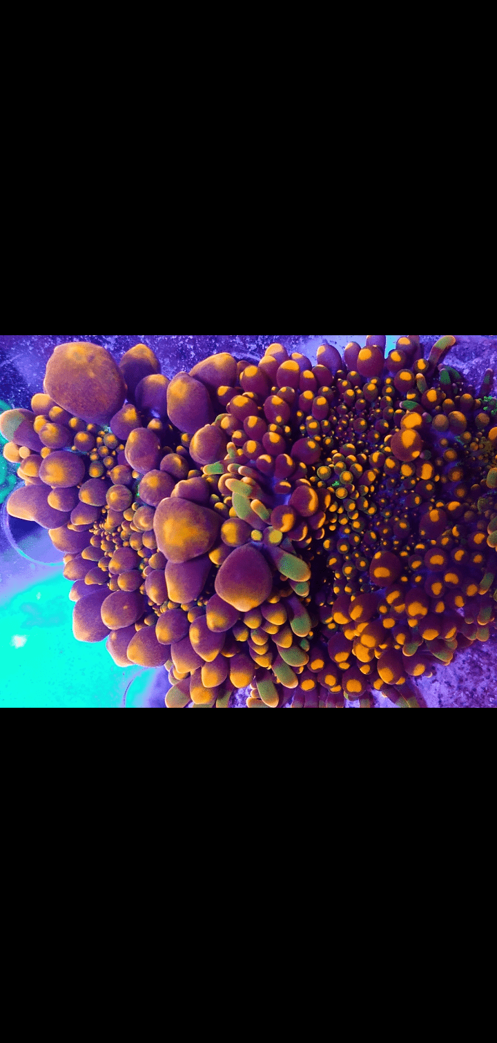 Screenshot_20211221-193521.png