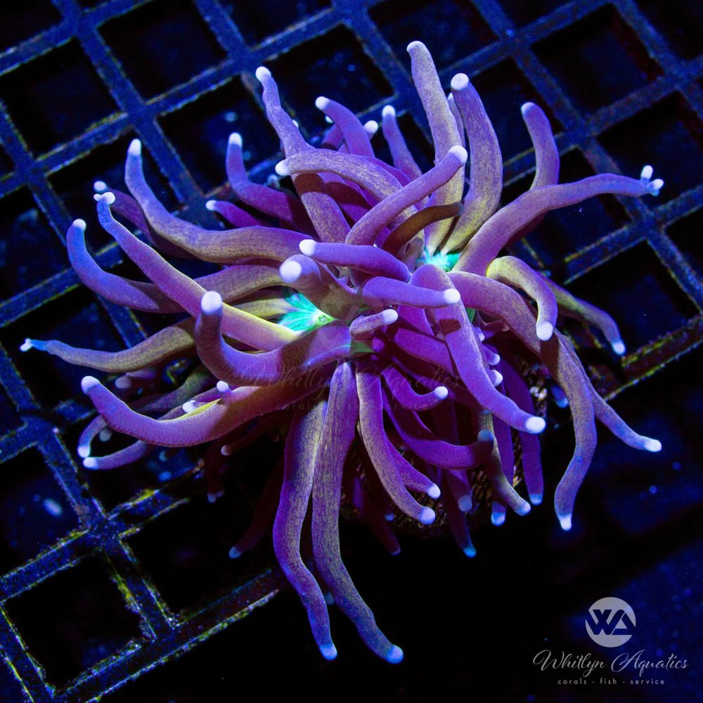 CoralAuction51_f8df5add-9ae3-4e17-ac93-45fddd04a0b4.jpg CoralAuction51_f8df5add-9ae3-4e17-ac93-45fddd04a0b4.jpg