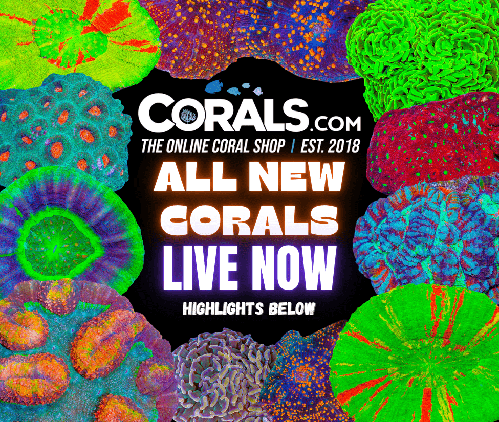 new corals 10.25.png