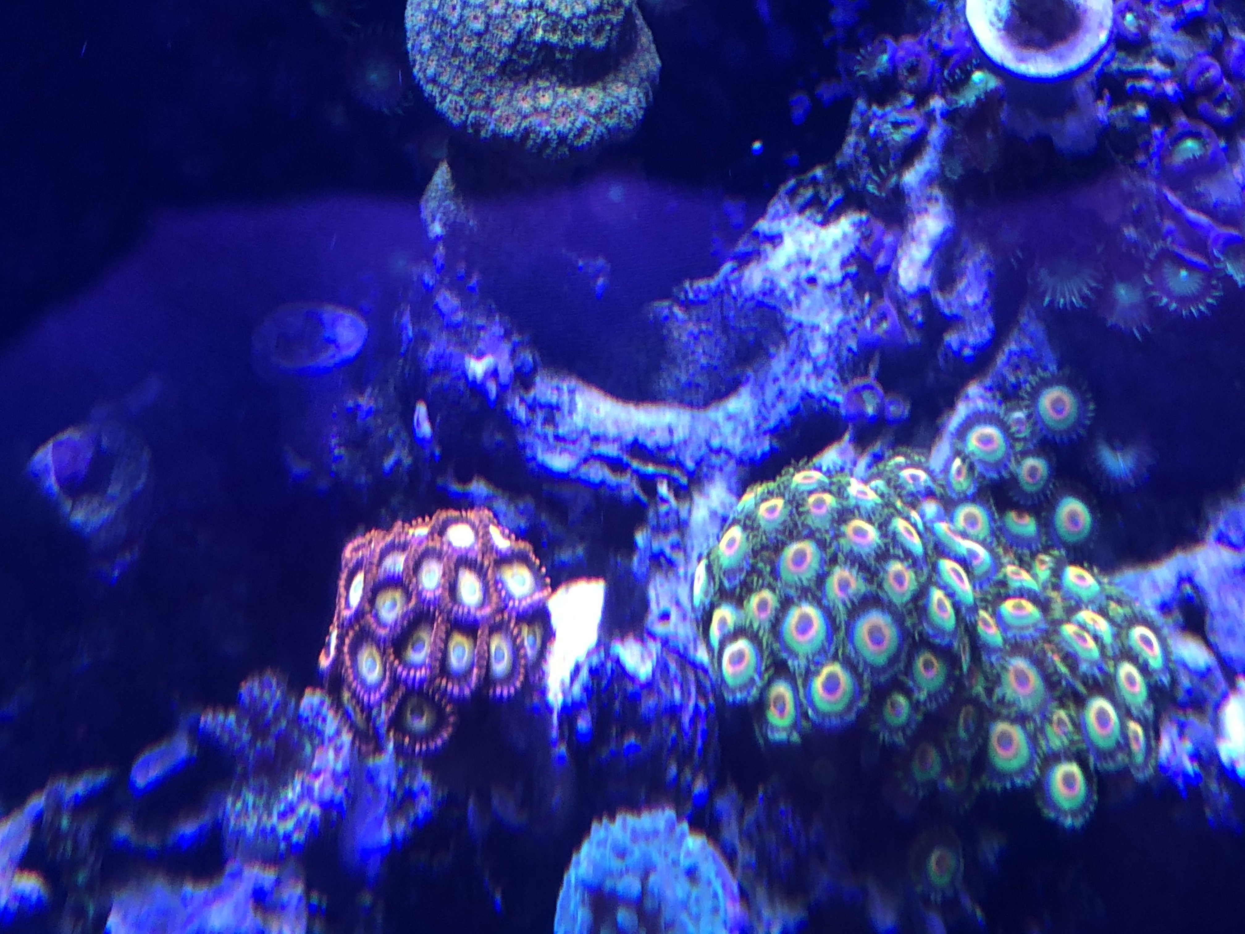 Zoas and Blonde.jpg Zoas and Blonde.jpg