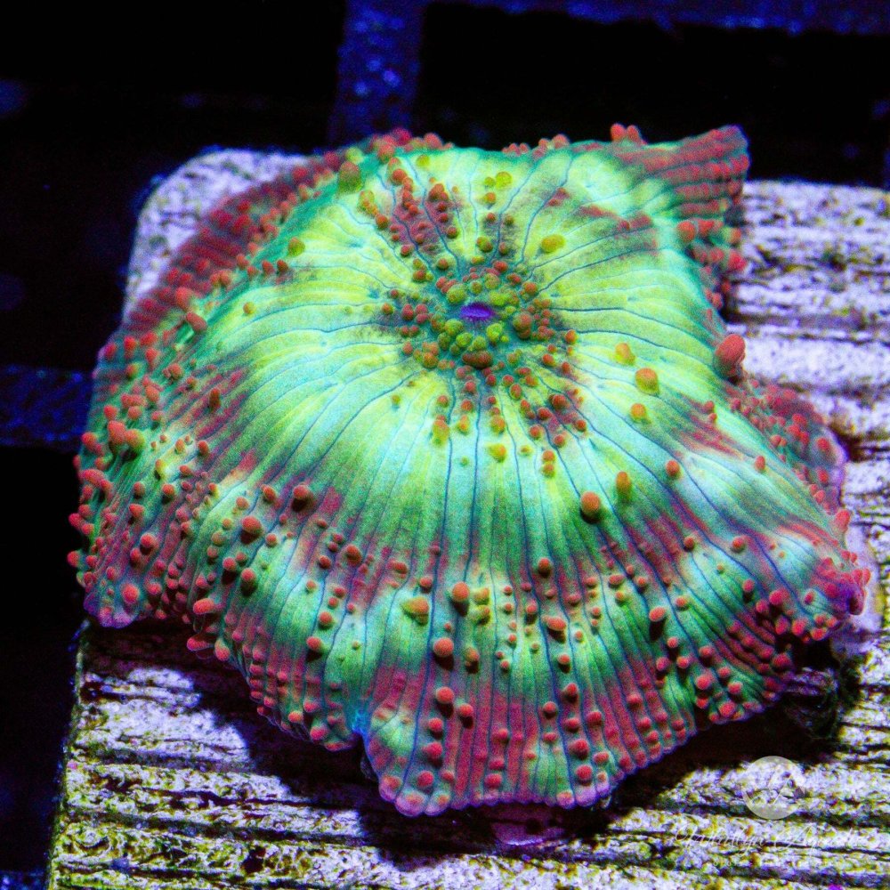 CoralAuction2_30996cd0-b0d5-4142-966e-11aa8133a049.jpg CoralAuction2_30996cd0-b0d5-4142-966e-11aa8133a049.jpg