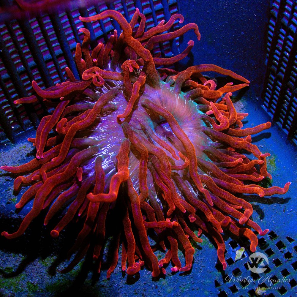 CoralAuction51_8bf27348-fead-47da-8368-d43c5ce55b6d.jpg CoralAuction51_8bf27348-fead-47da-8368-d43c5ce55b6d.jpg