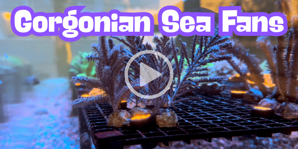 sea fan(1).png