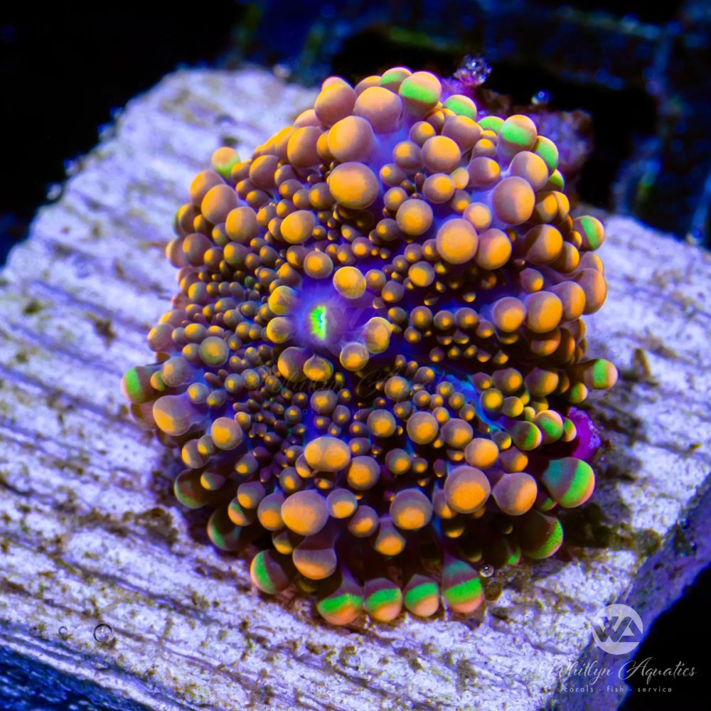 CoralAuction43_84b32eb7-51a4-4a3b-a82e-c78680d3d7ba.jpg CoralAuction43_84b32eb7-51a4-4a3b-a82e-c78680d3d7ba.jpg