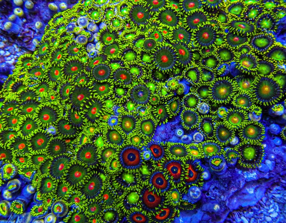 XLG Ultra Zoa Colony_3388.JPG