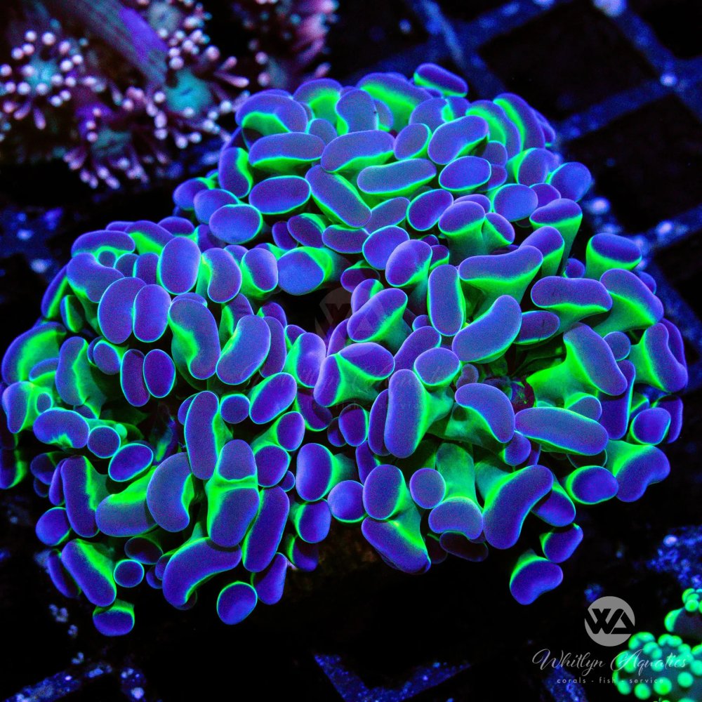 CoralAuction36_b704c19e-178d-4835-a87f-fec747c3e434.jpg