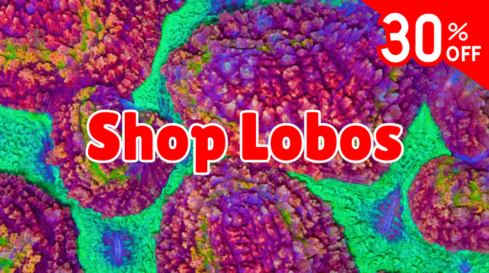 Shop lobo.png