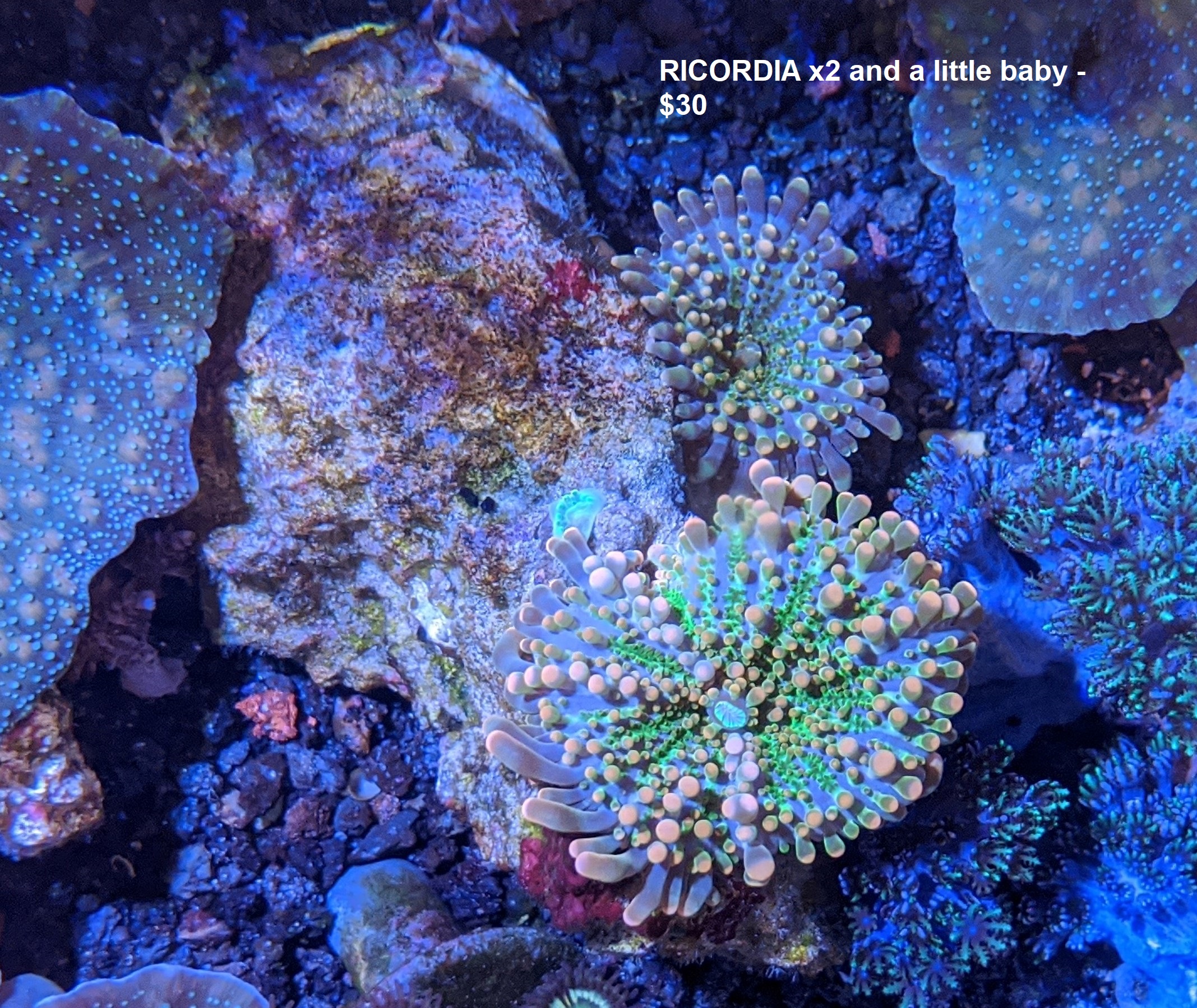 Yuma Coral.jpg Yuma Coral.jpg