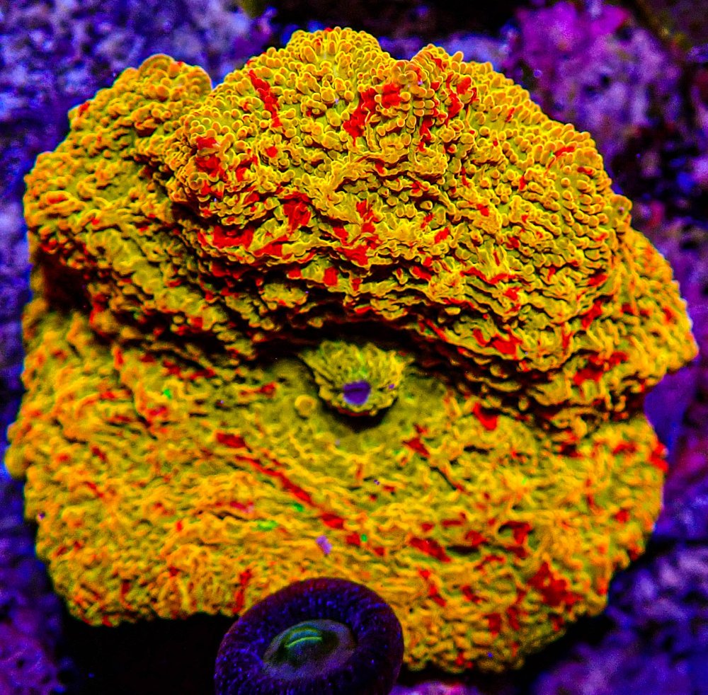 Ultra Jawbreaker Mushroom-248.JPG