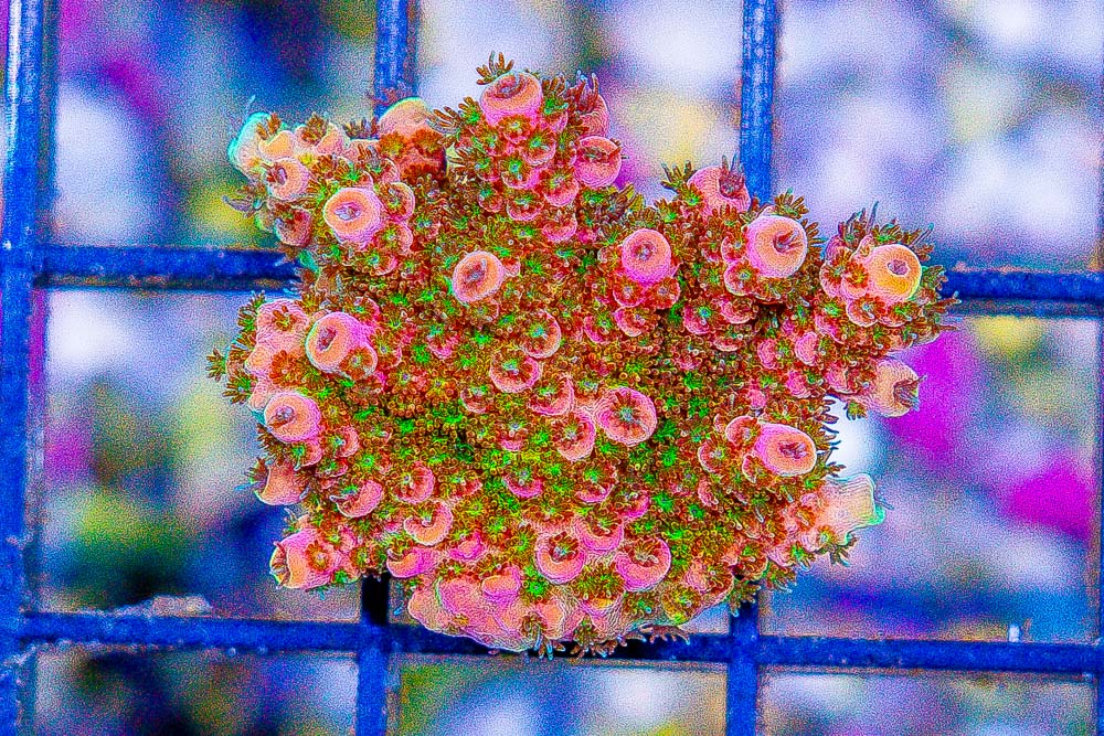 DSC04347.jpg