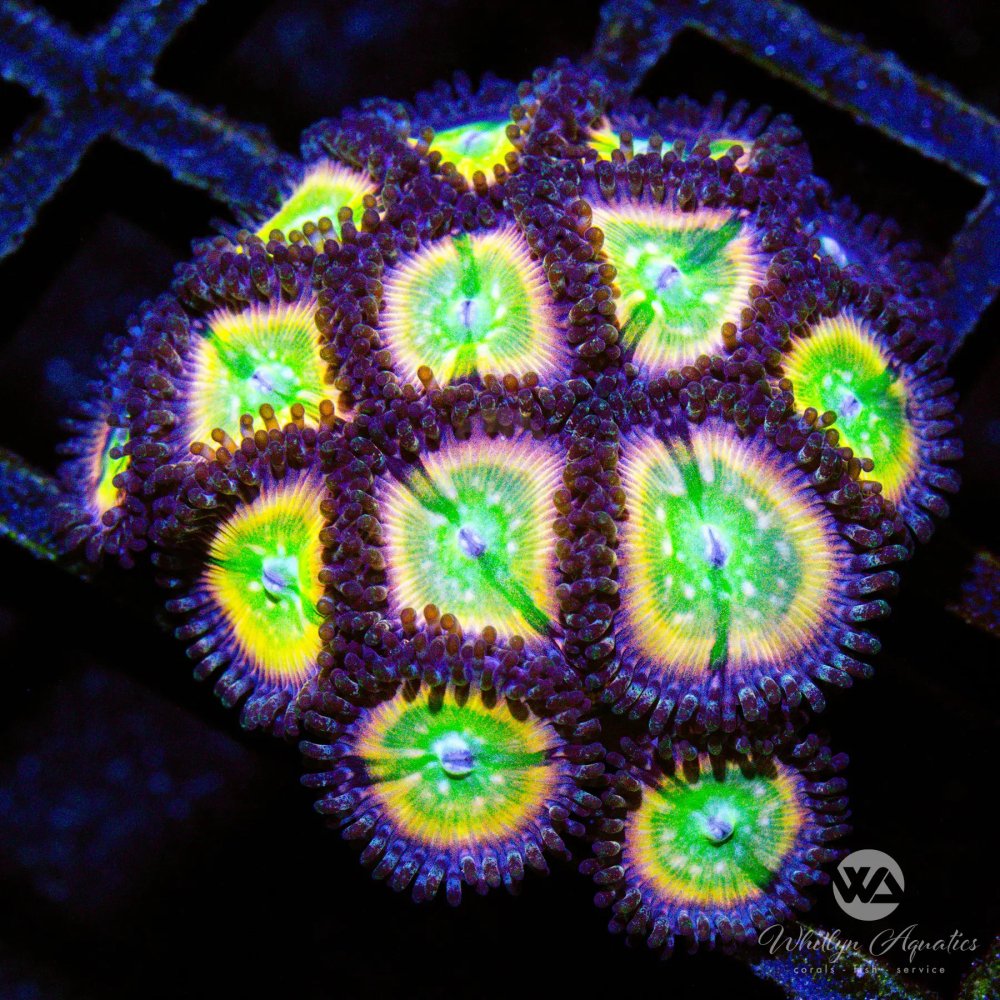 CoralAuction35_08bf0308-b952-4e93-bb35-7ef798f15e94.jpg CoralAuction35_08bf0308-b952-4e93-bb35-7ef798f15e94.jpg