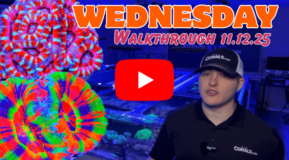 Walkthrough 11.12.25(1).png