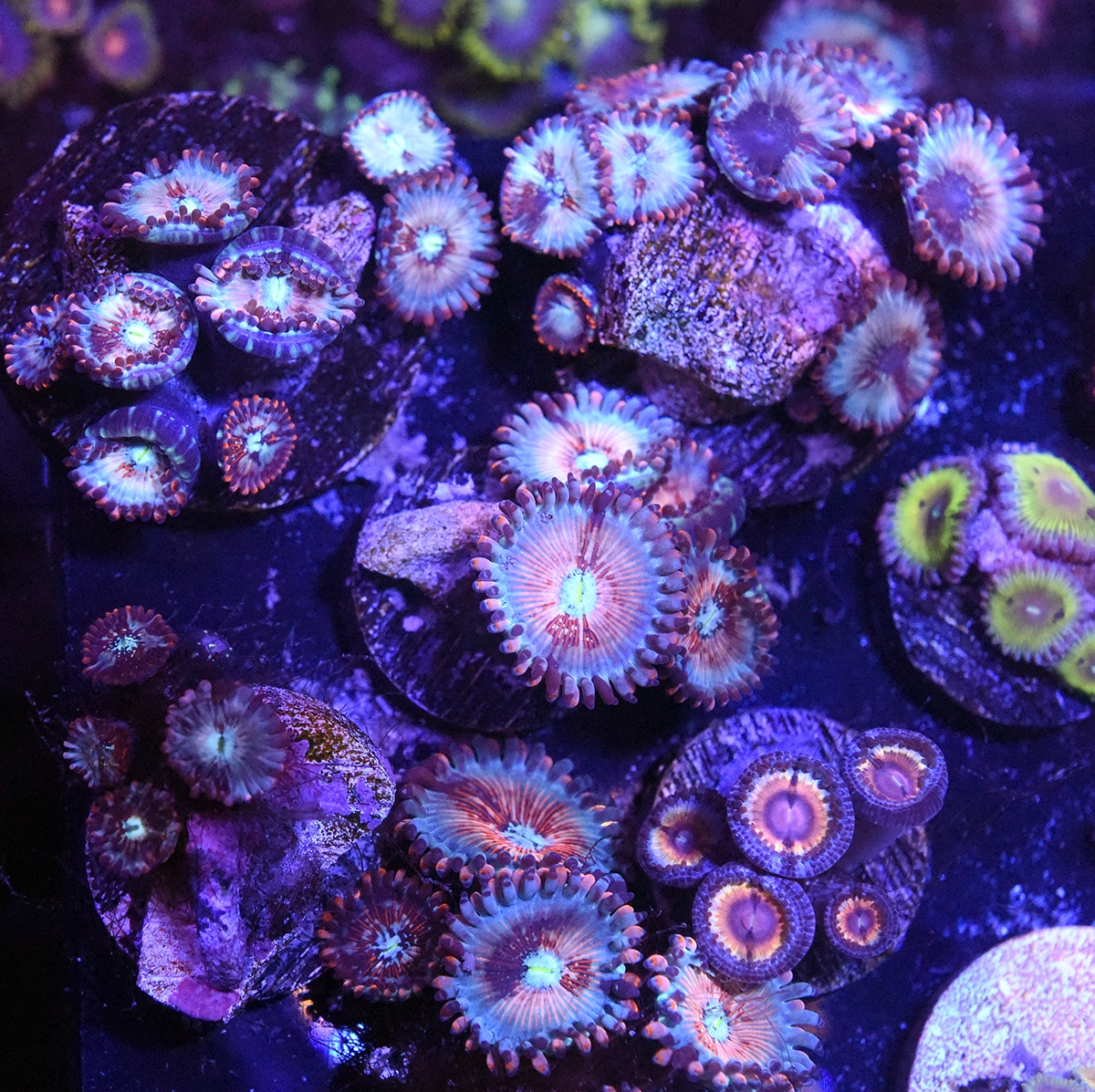 DSC_4155.JPG