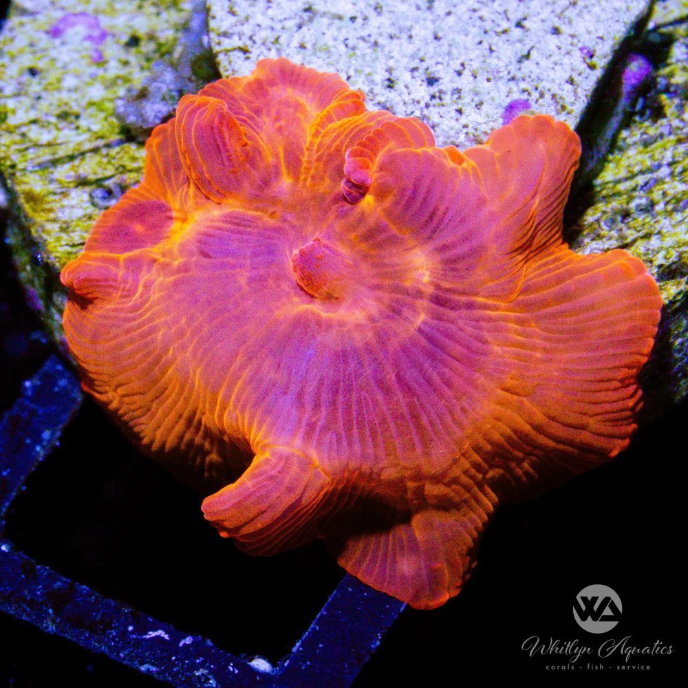 CoralAuction39_71761693-6f43-4297-8086-3496a5b7ca6e.jpg
