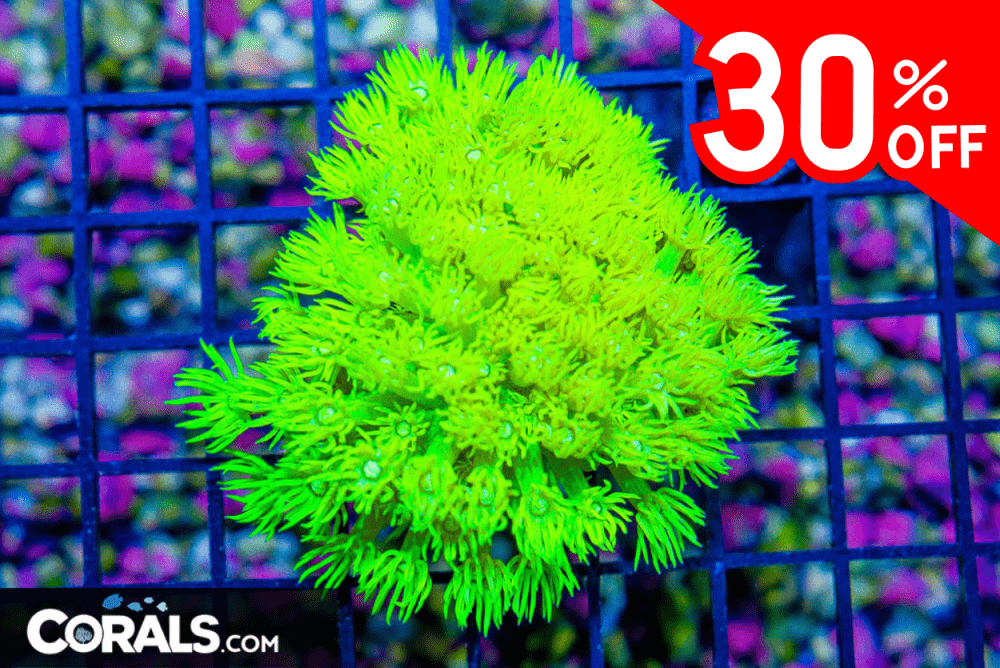 Untitled design(51).png