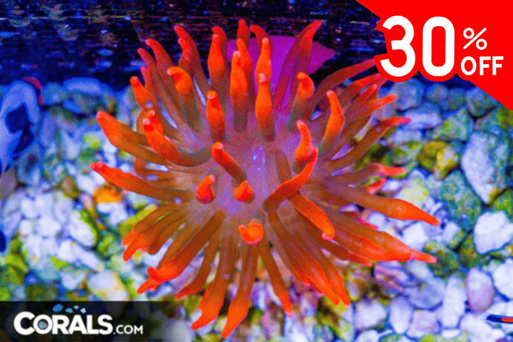 Untitled design(162).png