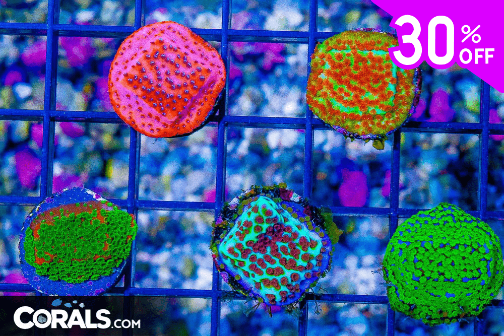 Untitled design(17).png